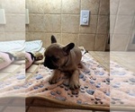Small Photo #20 American Bullnese-French Bulldog Mix Puppy For Sale in DISCOVERY BAY, CA, USA