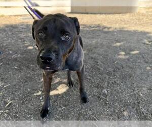 Labrador Retriever-Unknown Mix Dogs for adoption in Martinez, CA, USA