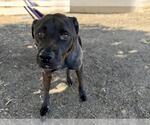 Small Labrador Retriever Mix