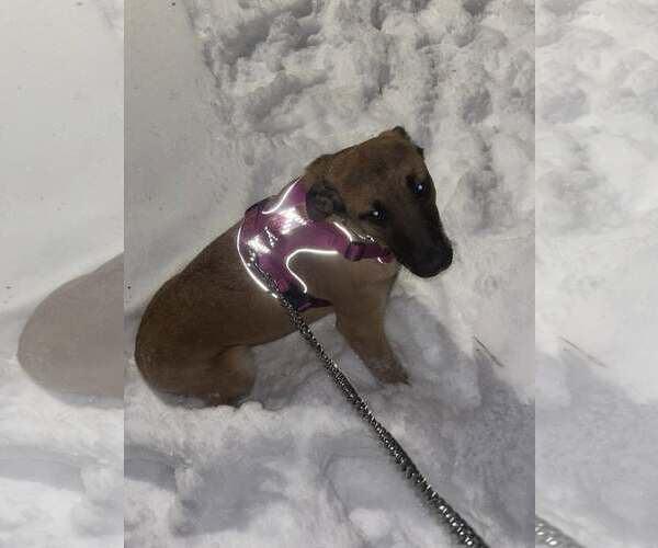 Medium Photo #23 German Shepherd Dog-Unknown Mix Puppy For Sale in Sebec, ME, USA