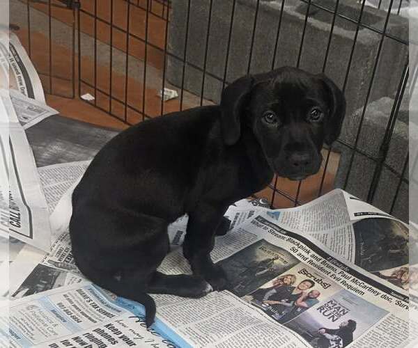 Medium Photo #2 Dachshund-Unknown Mix Puppy For Sale in SHERBURNE, NY, USA