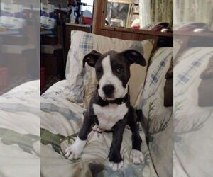 Great Dane-Unknown Mix Dogs for adoption in Elmsford, NY, USA