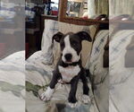 Small Great Dane Mix