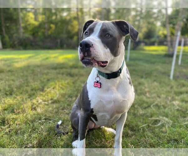 Medium Photo #17 American Pit Bull Terrier-Great Dane Mix Puppy For Sale in Bullard, TX, USA