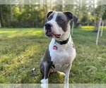Small #16 American Pit Bull Terrier-Great Dane Mix