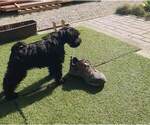 Small #6 Schnauzer (Miniature)