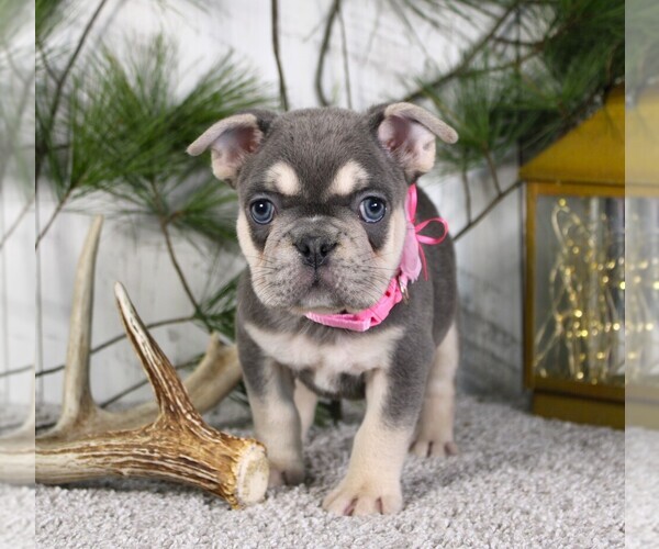 Medium Photo #2 French Bulldog Puppy For Sale in FRESNO, OH, USA