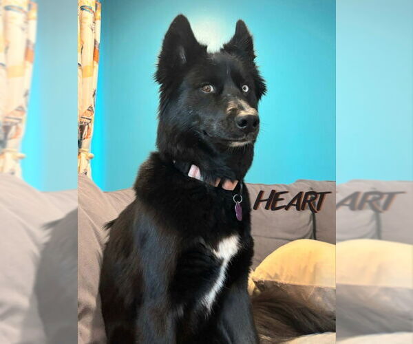 Medium Photo #4 Siberian Husky Puppy For Sale in Severn, MD, USA