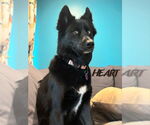 Small #3 Siberian Husky