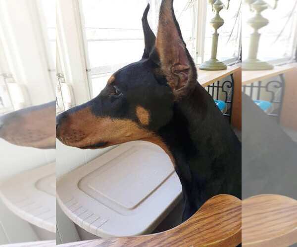 Medium Photo #4 Doberman Pinscher Puppy For Sale in Buffalo, MN, USA