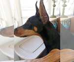 Small #3 Doberman Pinscher