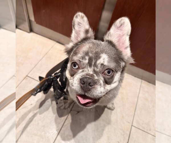 Medium Photo #2 French Bulldog Puppy For Sale in MIAMI, FL, USA