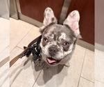 Small #1 French Bulldog