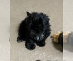Small Photo #11 Shih Tzu Puppy For Sale in GLOUCESTER, VA, USA