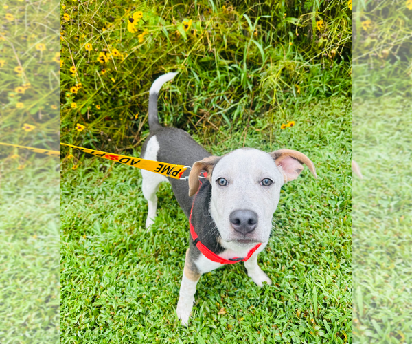 Medium Photo #12 Mutt Puppy For Sale in Holly Springs, NC, USA