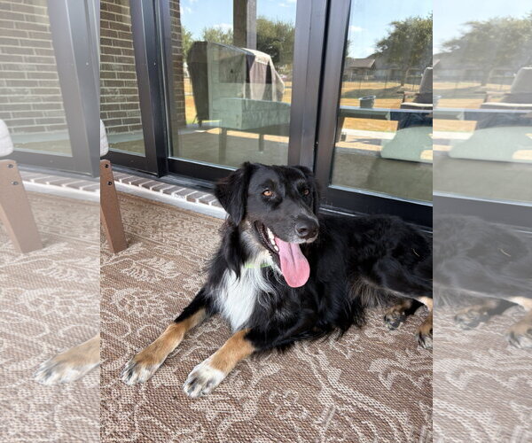 Medium Photo #1 Australian Shepherd Puppy For Sale in Dallas, TX, USA