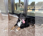 Colby - Male Australian Shepherd Dog for Adoption - Small photo