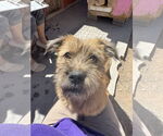 Small #5 Border Terrier