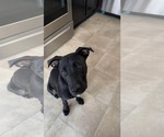 Small #2 German Shepherd Dog-Staffordshire Bull Terrier Mix