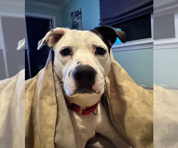 Medium Photo #6 Mutt Puppy For Sale in Canton, CT, USA