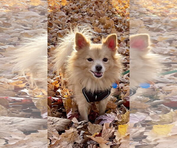 Medium Photo #7 Chiranian Puppy For Sale in Minneapolis, MN, USA