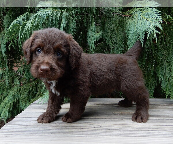 Medium Photo #2 Labradoodle Puppy For Sale in MILLERSBURG, OH, USA
