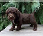 Small #1 Labradoodle