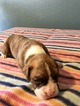 Small Photo #6 Boxer Puppy For Sale in BENICIA, CA, USA