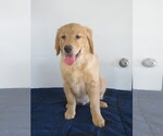 Puppy Alex Golden Retriever