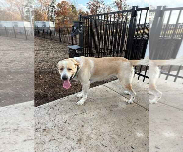 Medium Photo #10 Great Pyrenees-Unknown Mix Puppy For Sale in Holly Springs, NC, USA