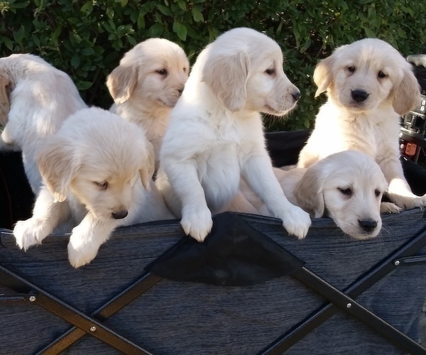 Medium Photo #22 Golden Retriever Puppy For Sale in CITRUS HEIGHTS, CA, USA