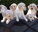 Small Photo #22 Golden Retriever Puppy For Sale in CITRUS HEIGHTS, CA, USA