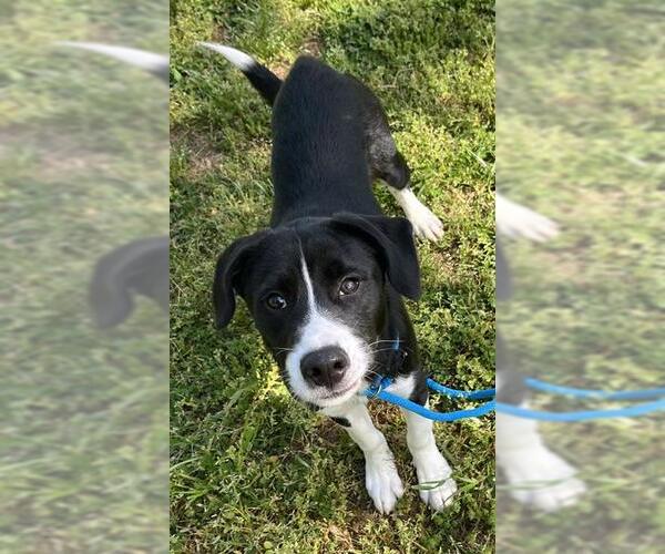 Medium Photo #1 Labrador Retriever-Unknown Mix Puppy For Sale in Newton, NC, USA