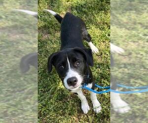Labrador Retriever-Unknown Mix Dogs for adoption in Newton, NC, USA