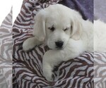 Small Photo #8 English Cream Golden Retriever Puppy For Sale in MECHANICSVILLE, MD, USA