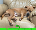 Small Photo #5 American Pit Bull Terrier-Unknown Mix Puppy For Sale in Milton, FL, USA