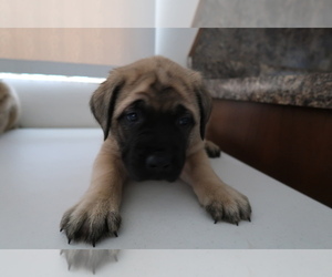 Mastiff Puppy for sale in CINCINNATI, OH, USA