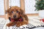 Small Photo #3 Poodle (Toy)-Yorkshire Terrier Mix Puppy For Sale in NAPLES, FL, USA