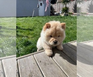 Chow Chow Puppy for sale in EARLIMART, CA, USA