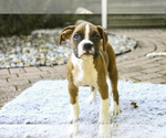 Small #6 Boxer