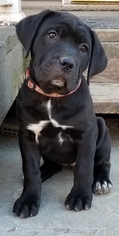 Cane Corso Puppy for sale in IMPERIAL, MO, USA