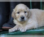 Small Photo #8 Golden Irish Puppy For Sale in JONES, MI, USA