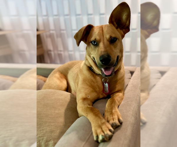 Medium Photo #3 Australian Shepherd-Unknown Mix Puppy For Sale in Decatur, GA, USA