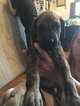 Small Photo #16 Great Dane Puppy For Sale in WEIRTON, WV, USA