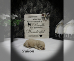 Small #5 Poodle (Toy)