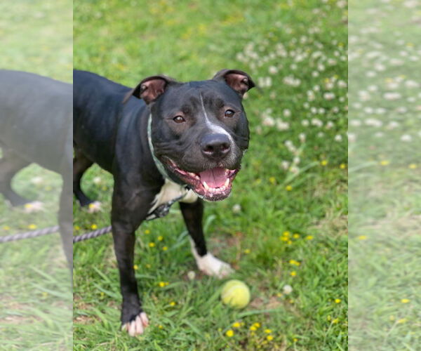 Medium Photo #6 American Pit Bull Terrier-Unknown Mix Puppy For Sale in Virginia Beach, VA, USA