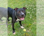 Small #5 American Pit Bull Terrier Mix