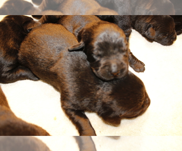 Medium Photo #3 Labrador Retriever Puppy For Sale in BARDSTOWN, KY, USA