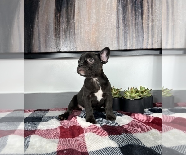 Medium Photo #2 French Bulldog Puppy For Sale in FRANKLIN, IN, USA