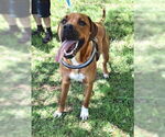 Small #19 Mountain Cur Mix